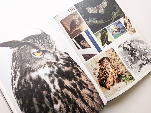 Animal Books For Jaap Zeno Anna Julian Luca (New edition) / Lous Martens