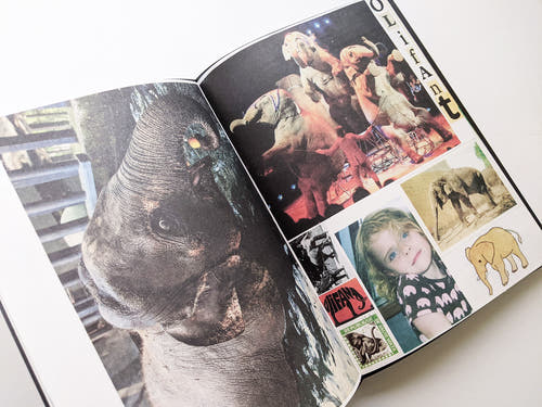 Animal Books For Jaap Zeno Anna Julian Luca (New edition) / Lous Martens