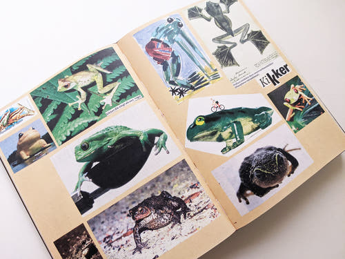Animal Books For Jaap Zeno Anna Julian Luca (New edition) / Lous Martens
