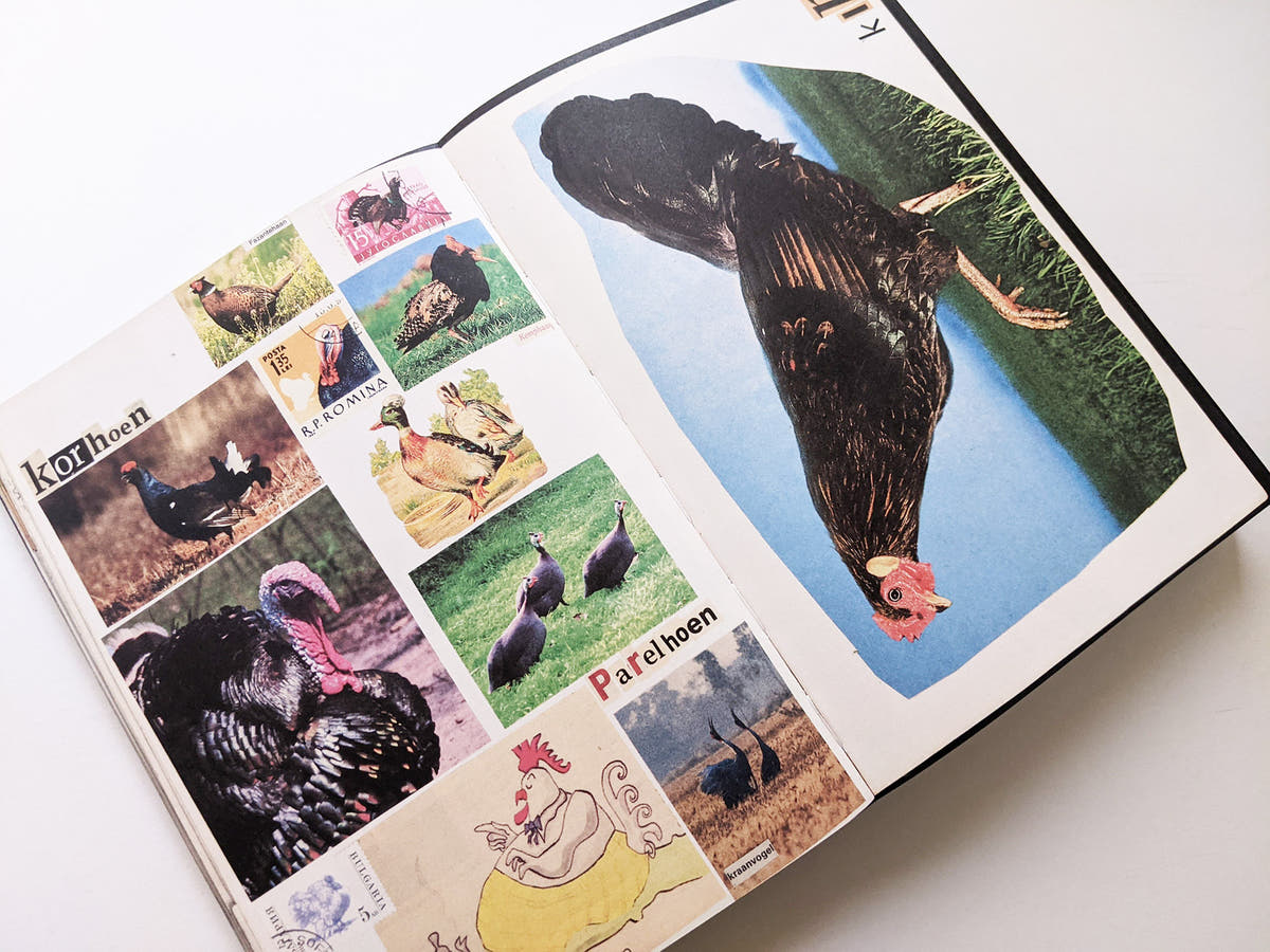Animal Books For Jaap Zeno Anna Julian Luca (New edition) / Lous Martens