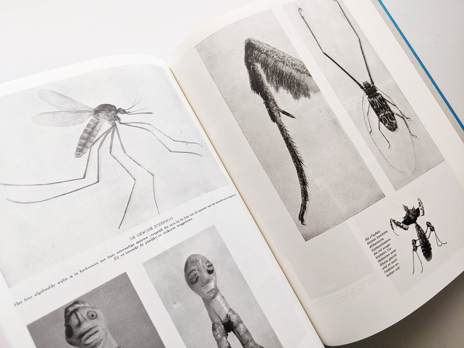 Parallel Encyclopedia 1 (reprint) / Batia Suter