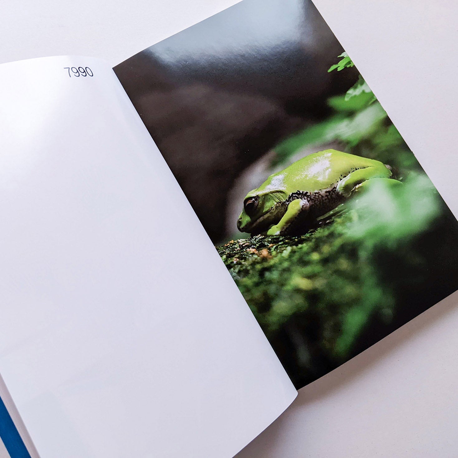 Tofu-Knife / Kohei Kawatani [SIGNED]