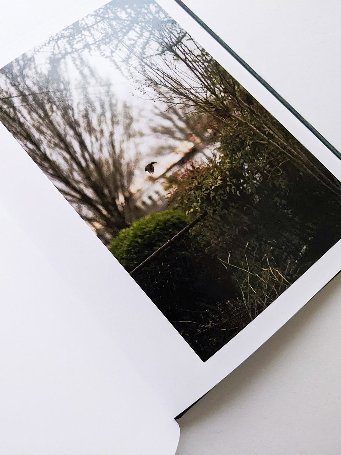 DES OISEAUX / TERRI WEIFENBACH