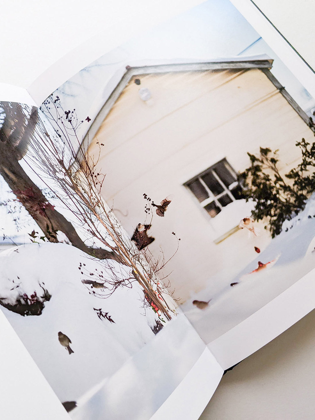 DES OISEAUX / TERRI WEIFENBACH