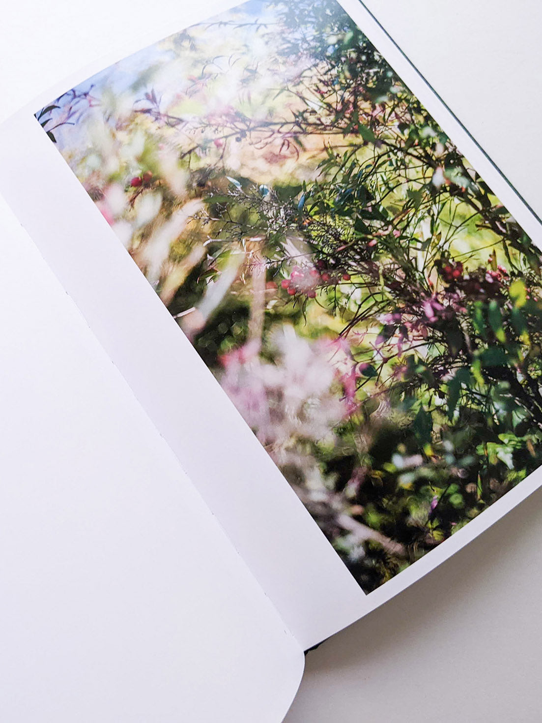 DES OISEAUX / TERRI WEIFENBACH