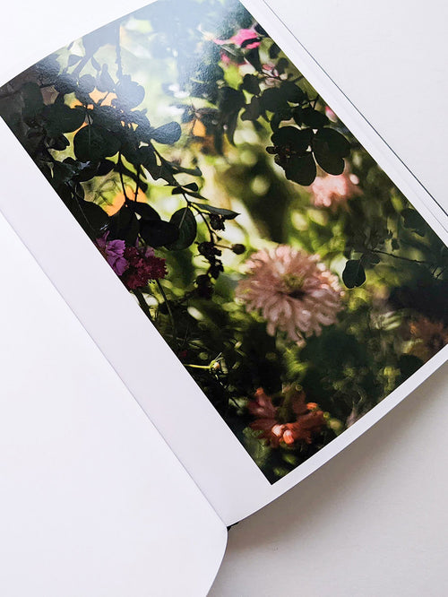 DES OISEAUX / TERRI WEIFENBACH