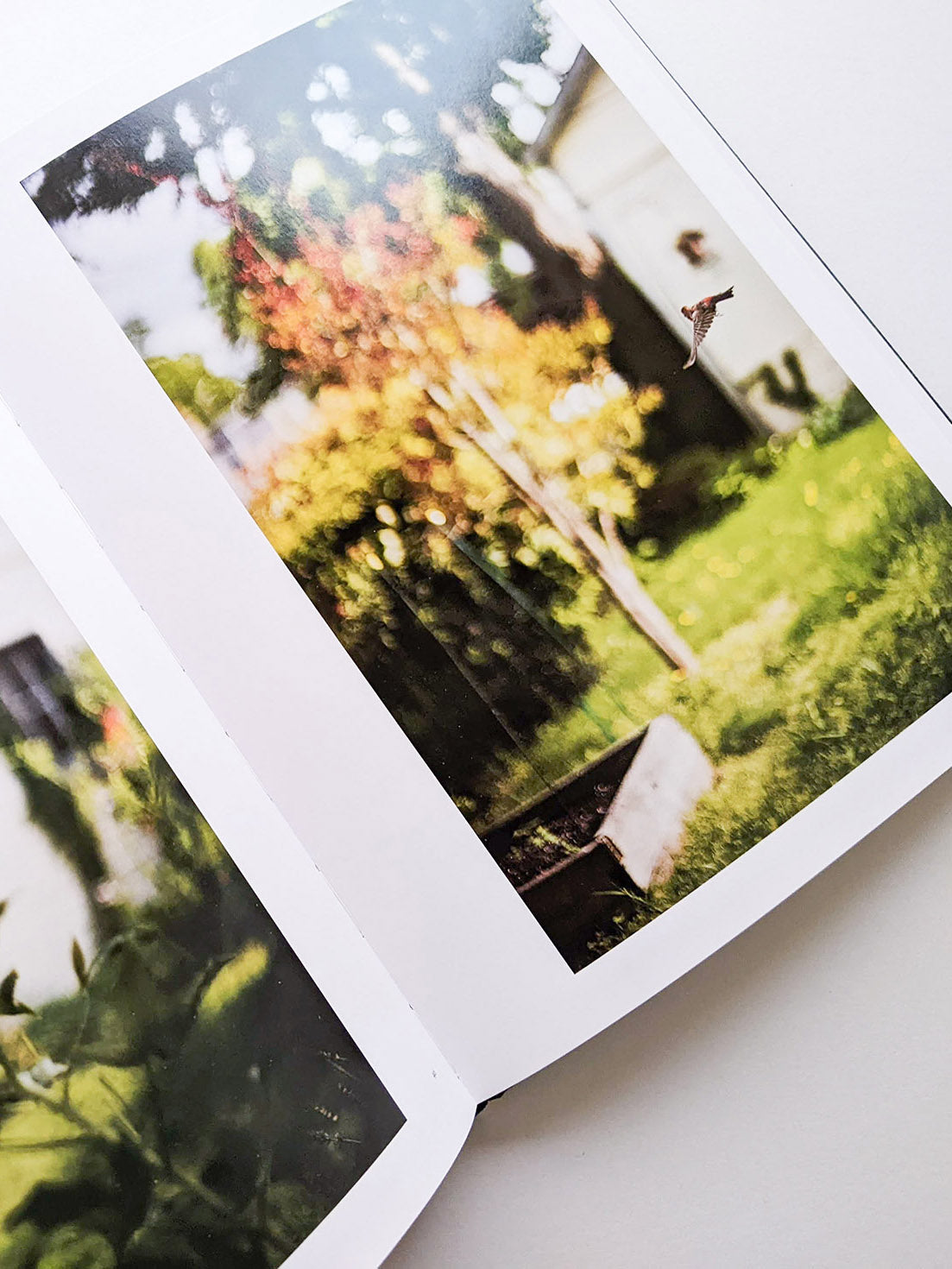 DES OISEAUX / TERRI WEIFENBACH