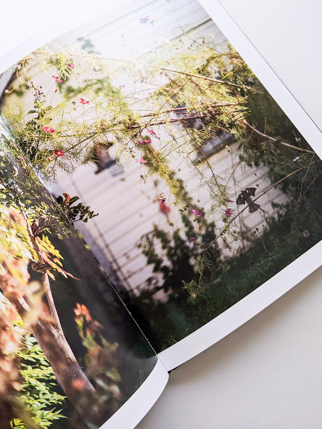 DES OISEAUX / TERRI WEIFENBACH