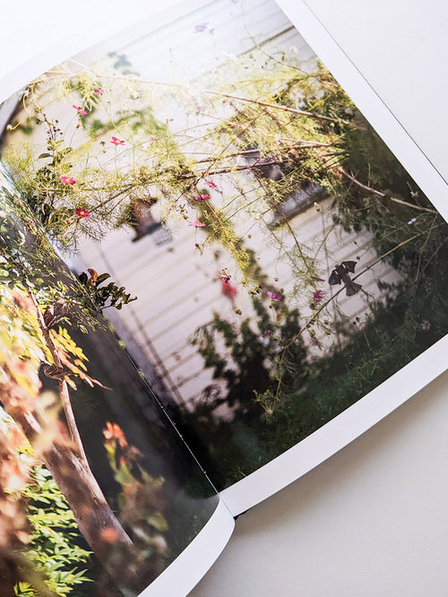 DES OISEAUX / TERRI WEIFENBACH