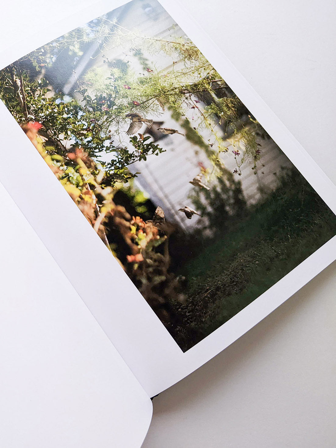 DES OISEAUX / TERRI WEIFENBACH