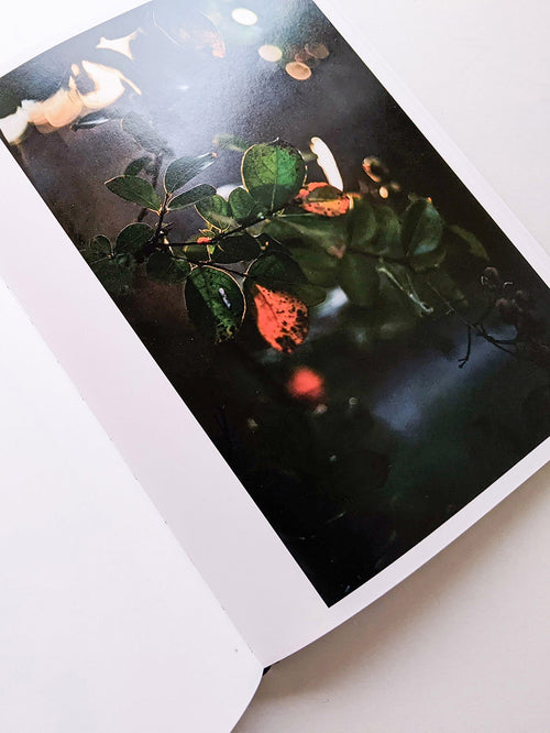 DES OISEAUX / TERRI WEIFENBACH