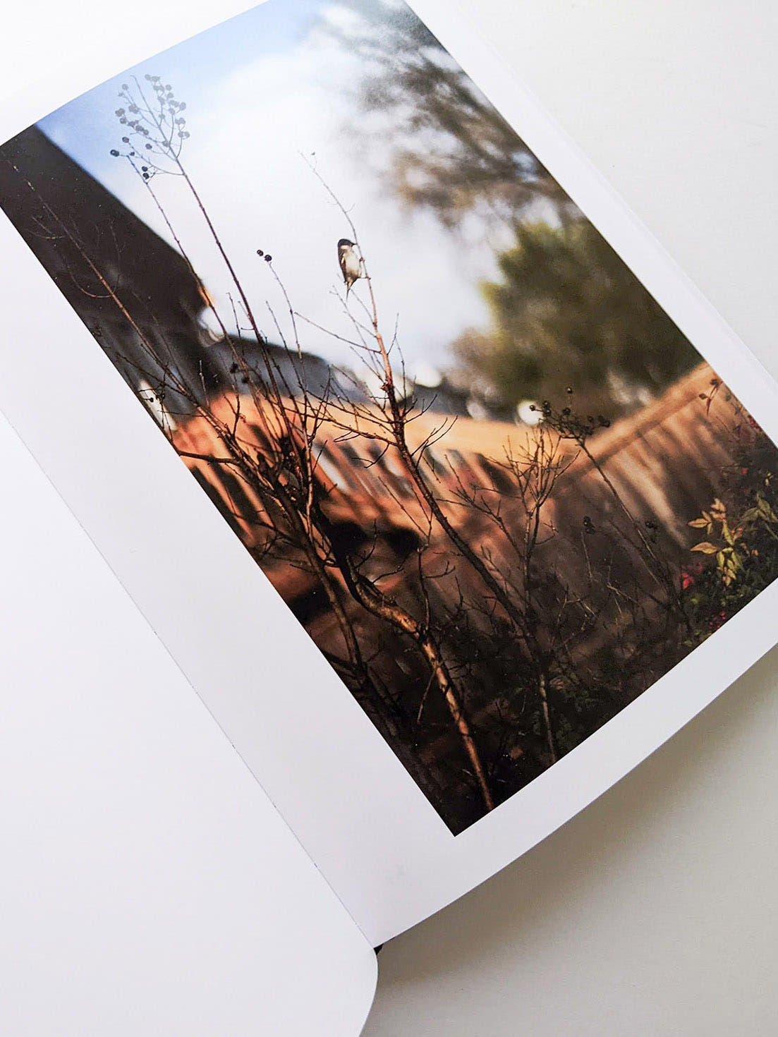 DES OISEAUX / TERRI WEIFENBACH [SIGNED]