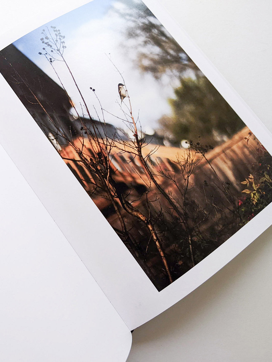 DES OISEAUX / TERRI WEIFENBACH