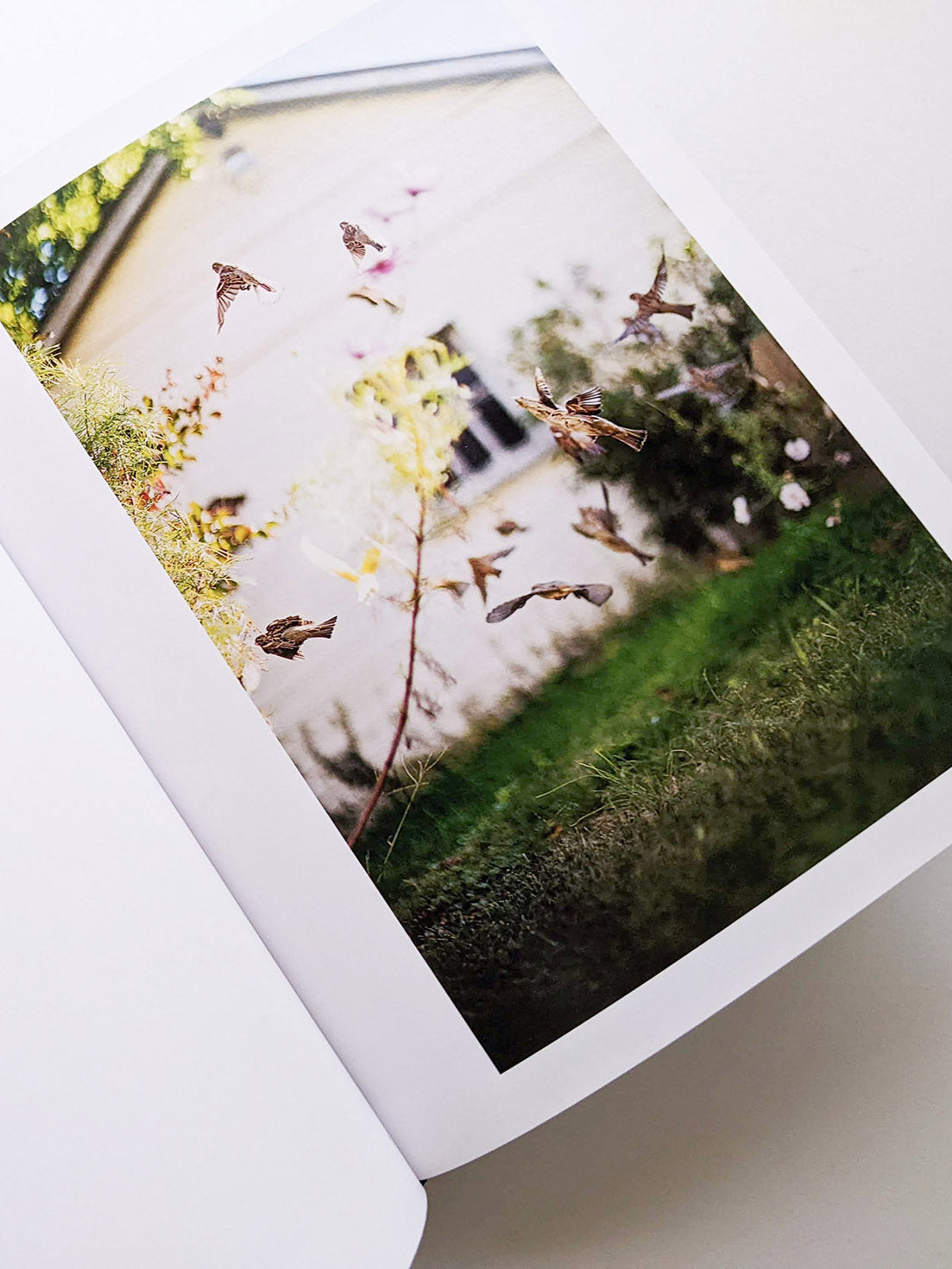 DES OISEAUX / TERRI WEIFENBACH - 本屋青旗 Ao-Hata Bookstore