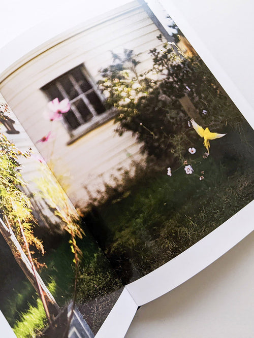 DES OISEAUX / TERRI WEIFENBACH