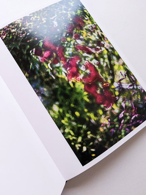 DES OISEAUX / TERRI WEIFENBACH