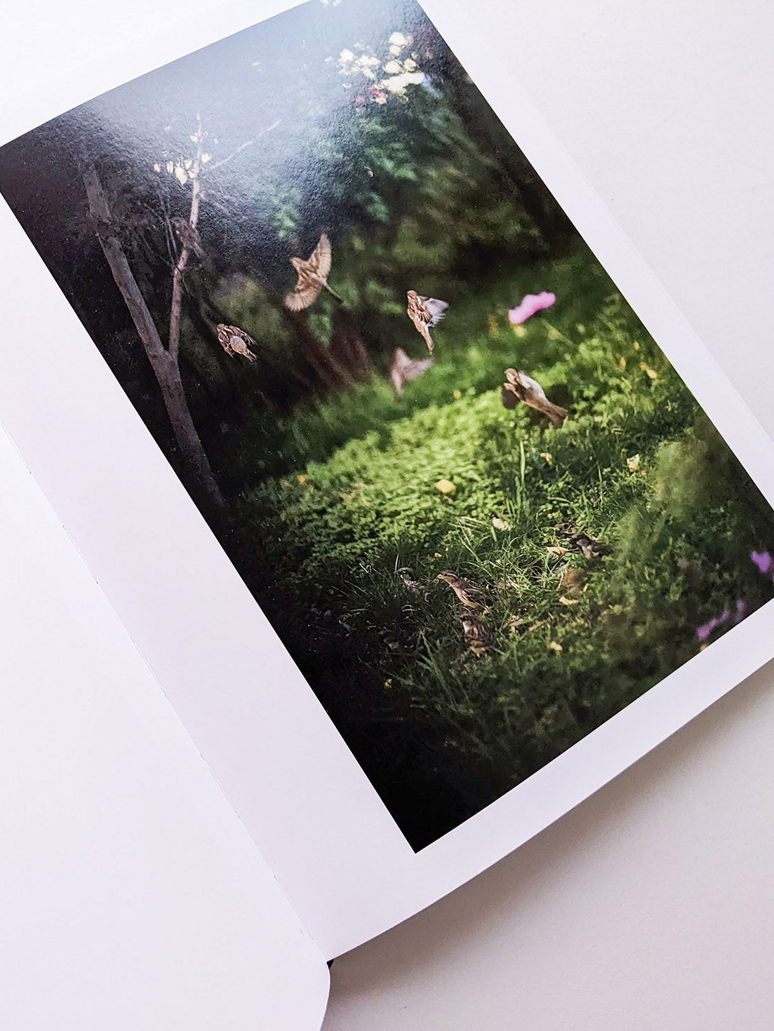 DES OISEAUX / TERRI WEIFENBACH