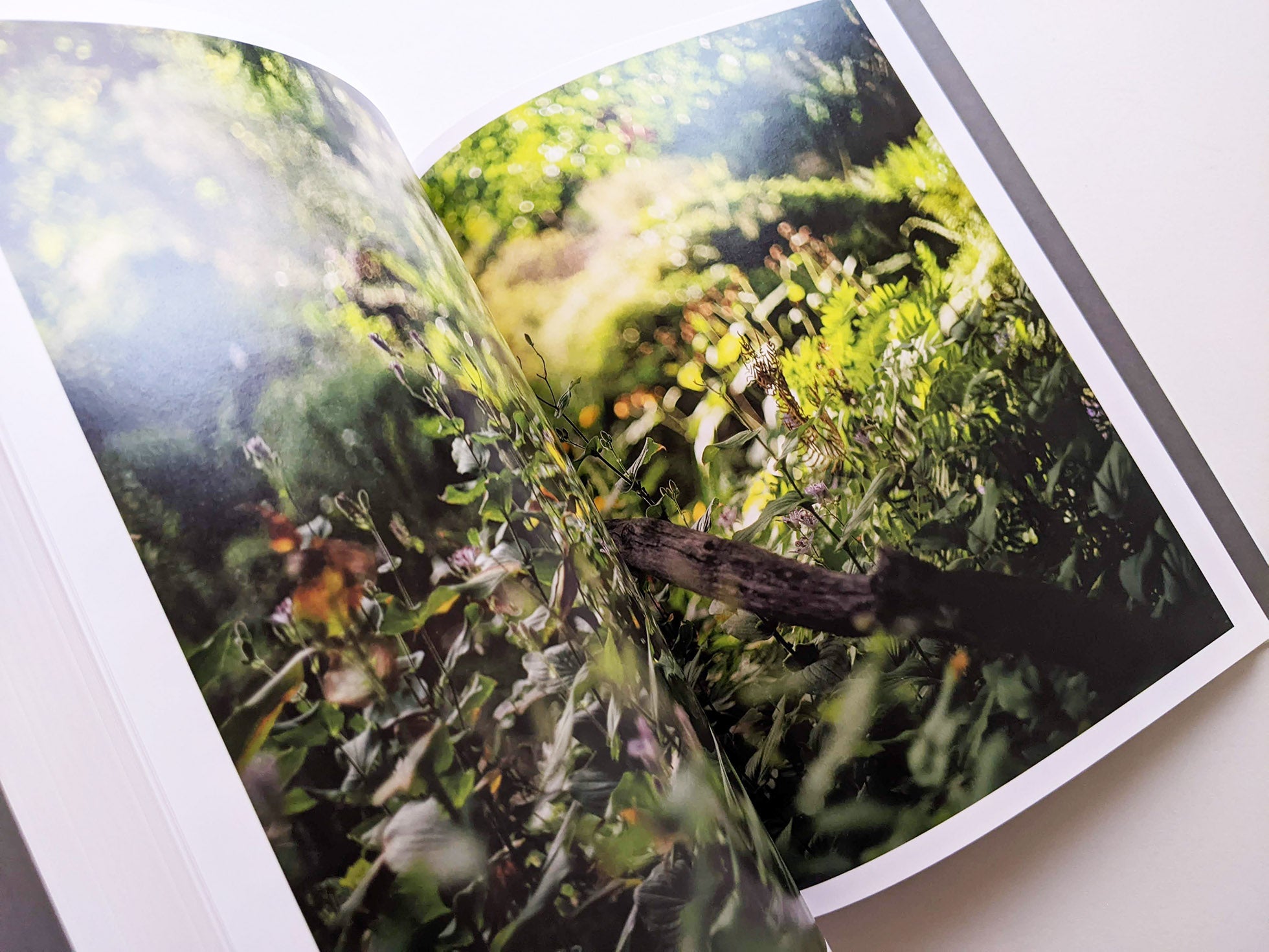 CLOUD PHYSICS / TERRI WEIFENBACH - 本屋青旗 Ao-Hata Bookstore