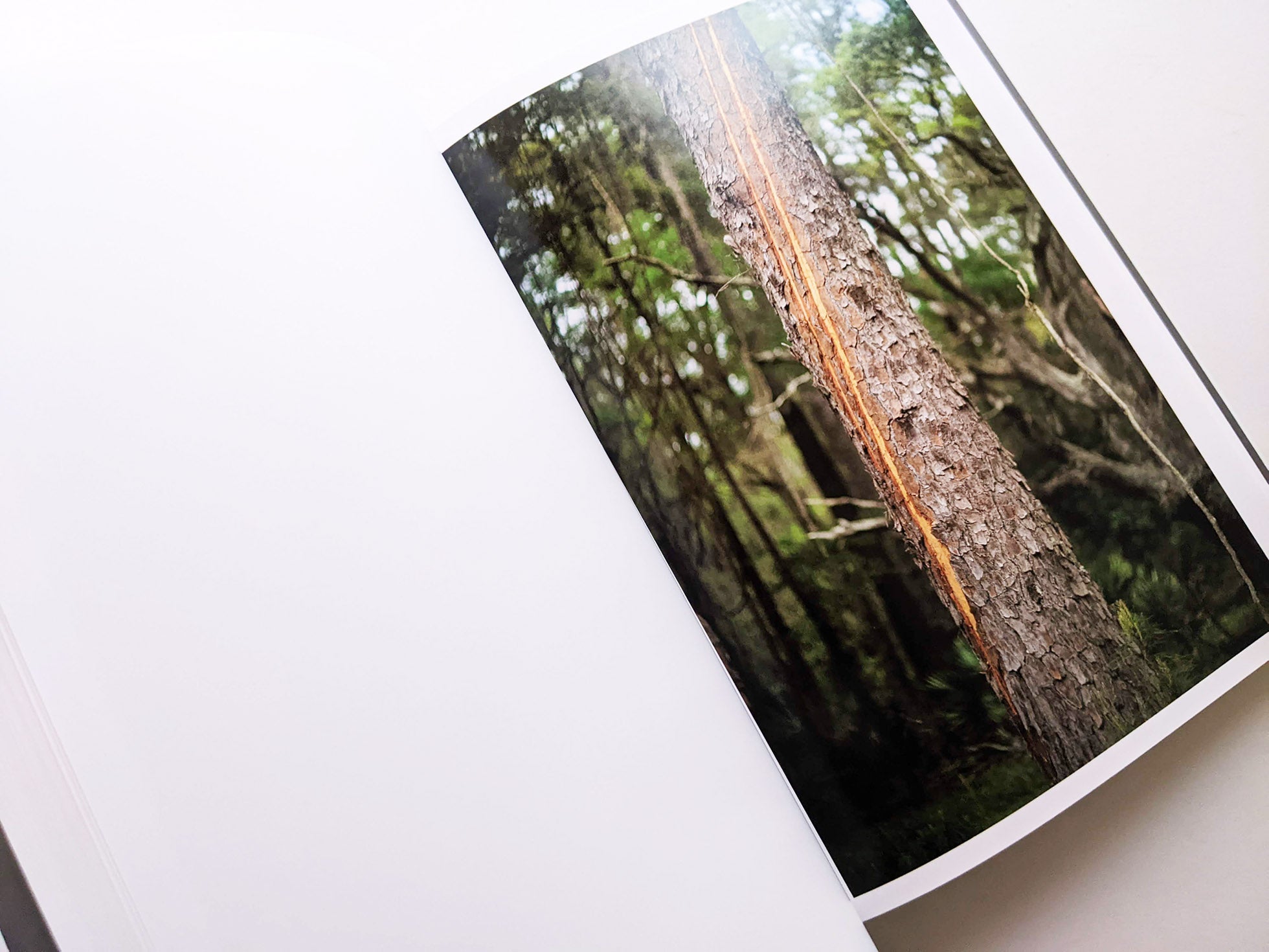 CLOUD PHYSICS / TERRI WEIFENBACH - 本屋青旗 Ao-Hata Bookstore