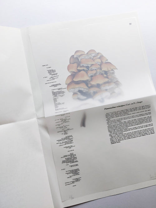 A MYCOLOGICAL FORAY / John Cage