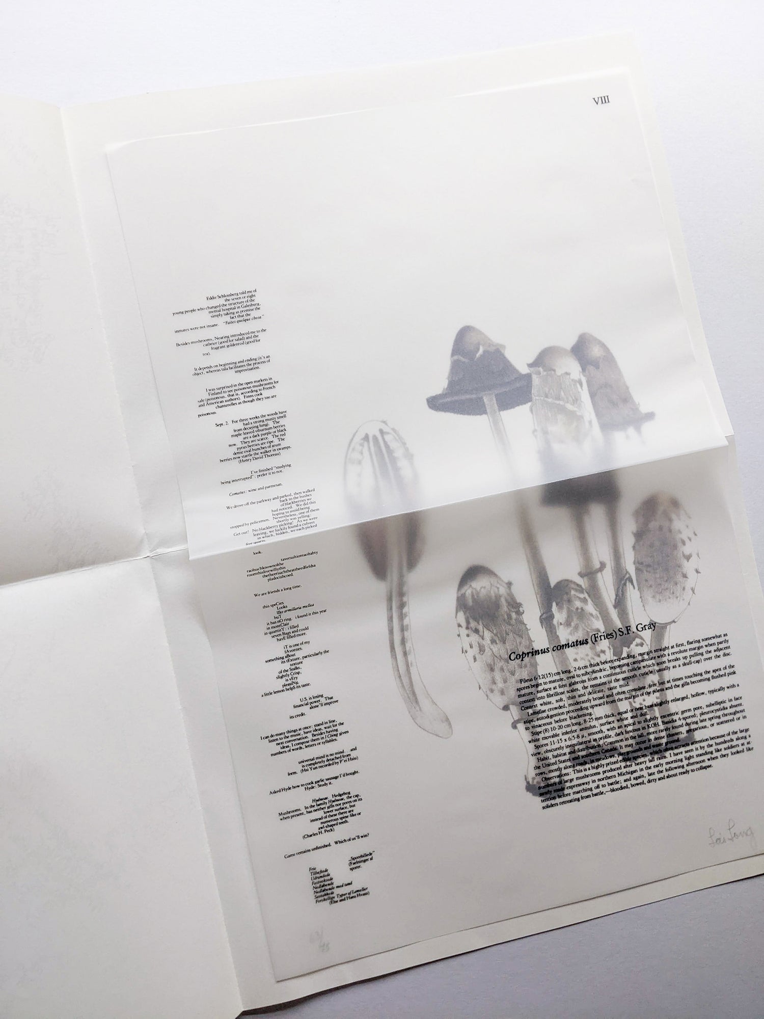 A MYCOLOGICAL FORAY / John Cage