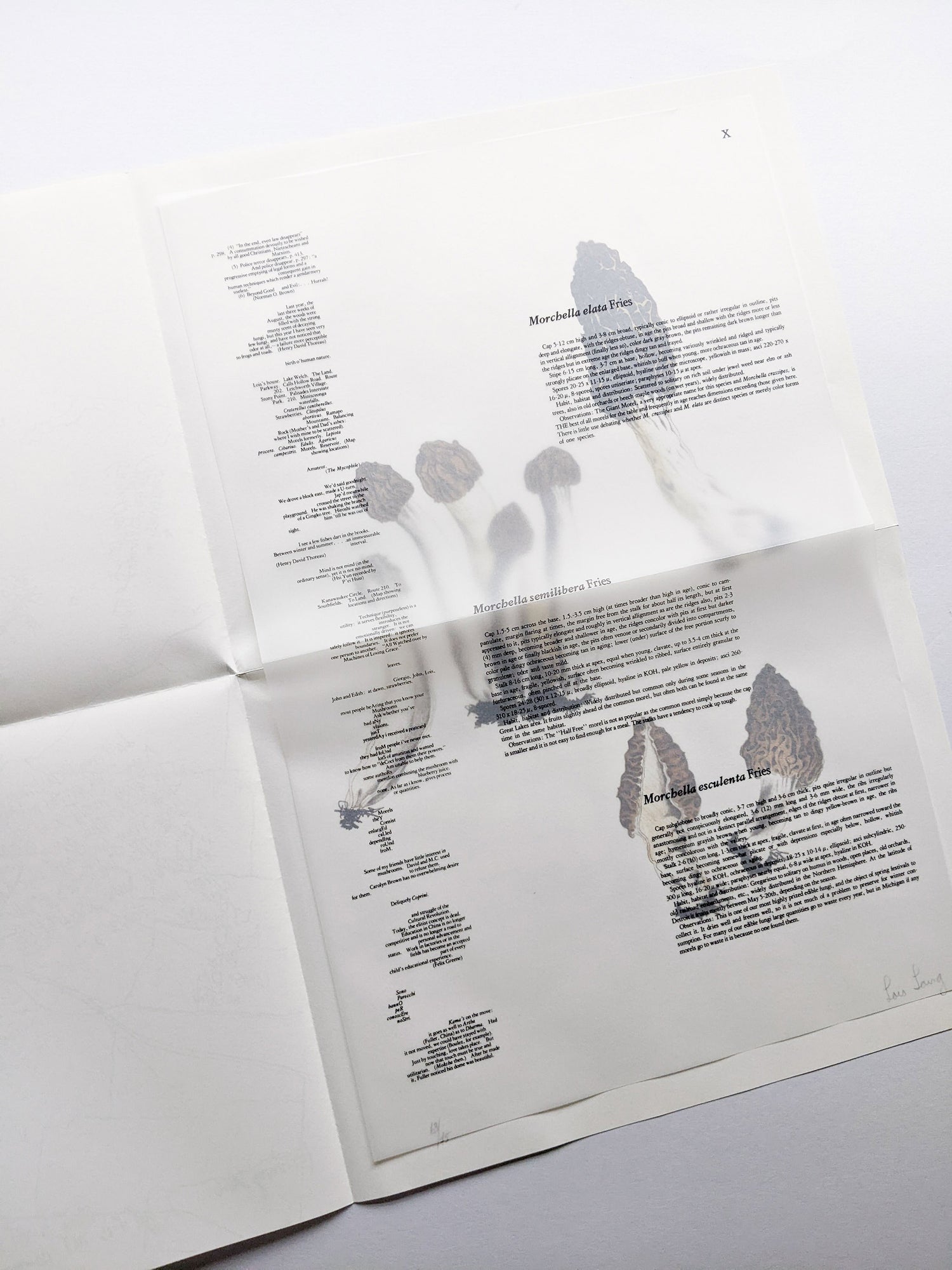 A MYCOLOGICAL FORAY / John Cage