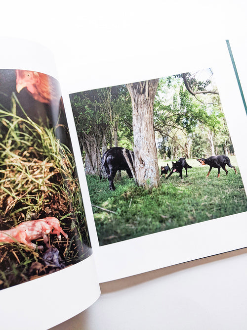 ON THE SIXTH DAY / Alessandra Sanguinetti [SIGNED]