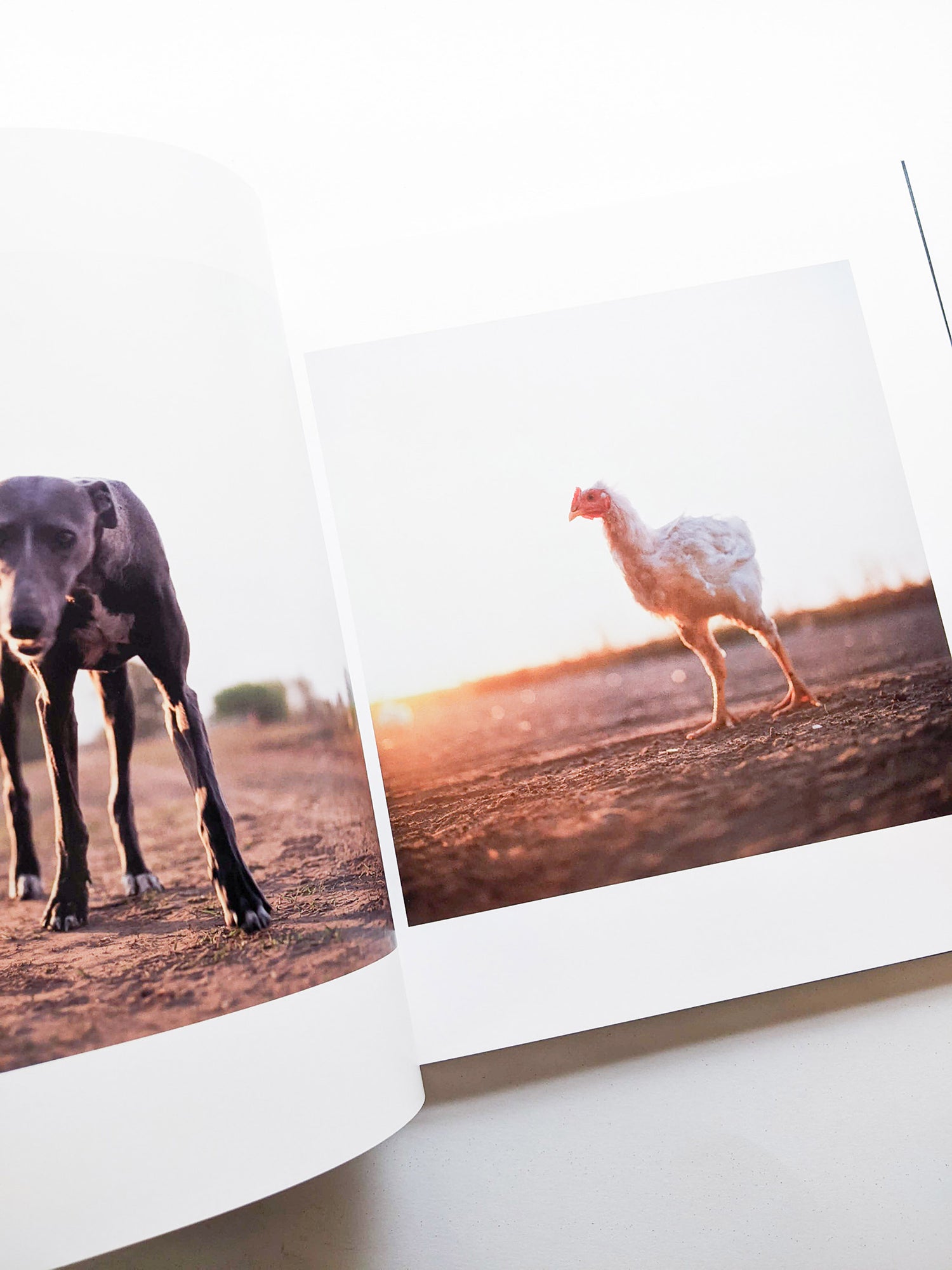 ON THE SIXTH DAY / Alessandra Sanguinetti [SIGNED]