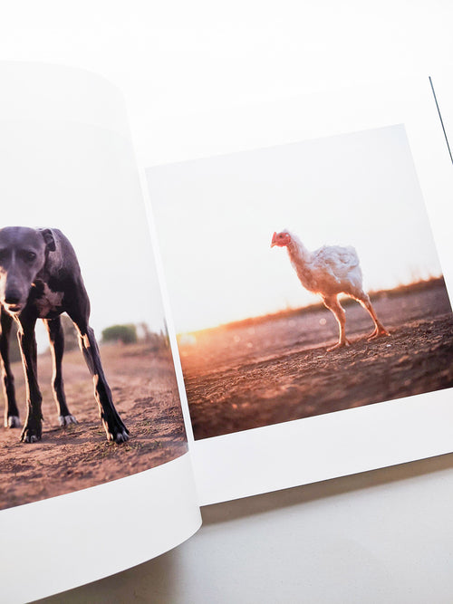 ON THE SIXTH DAY / Alessandra Sanguinetti [SIGNED]