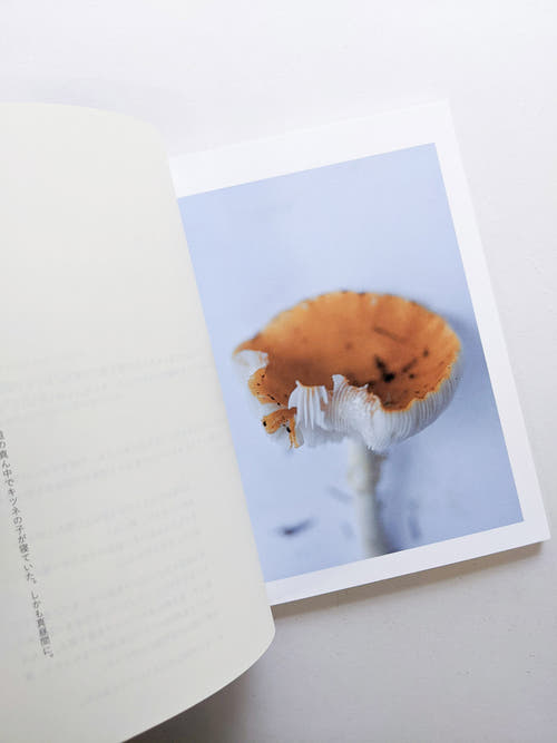 群れた島々と キノコたち / Islands, Islets, and Their Mushrooms