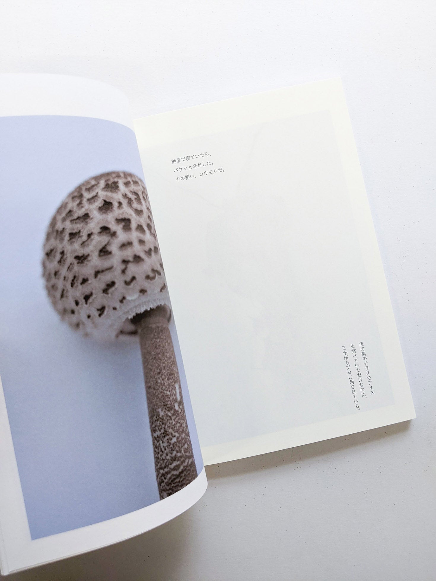 群れた島々と キノコたち / Islands, Islets, and Their Mushrooms