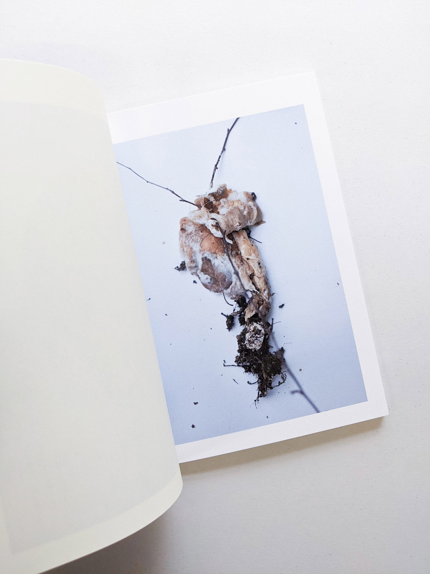群れた島々と キノコたち / Islands, Islets, and Their Mushrooms