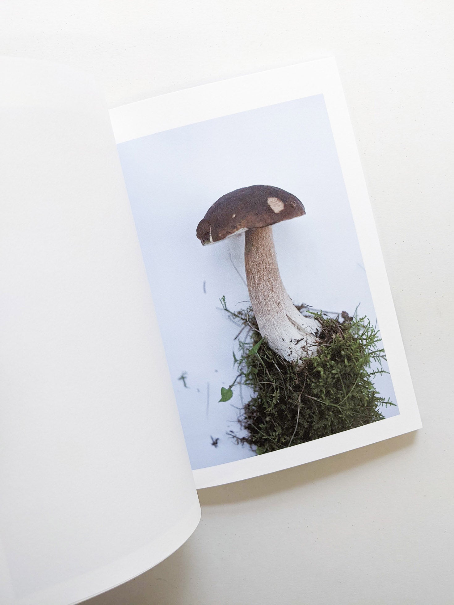 群れた島々と キノコたち / Islands, Islets, and Their Mushrooms