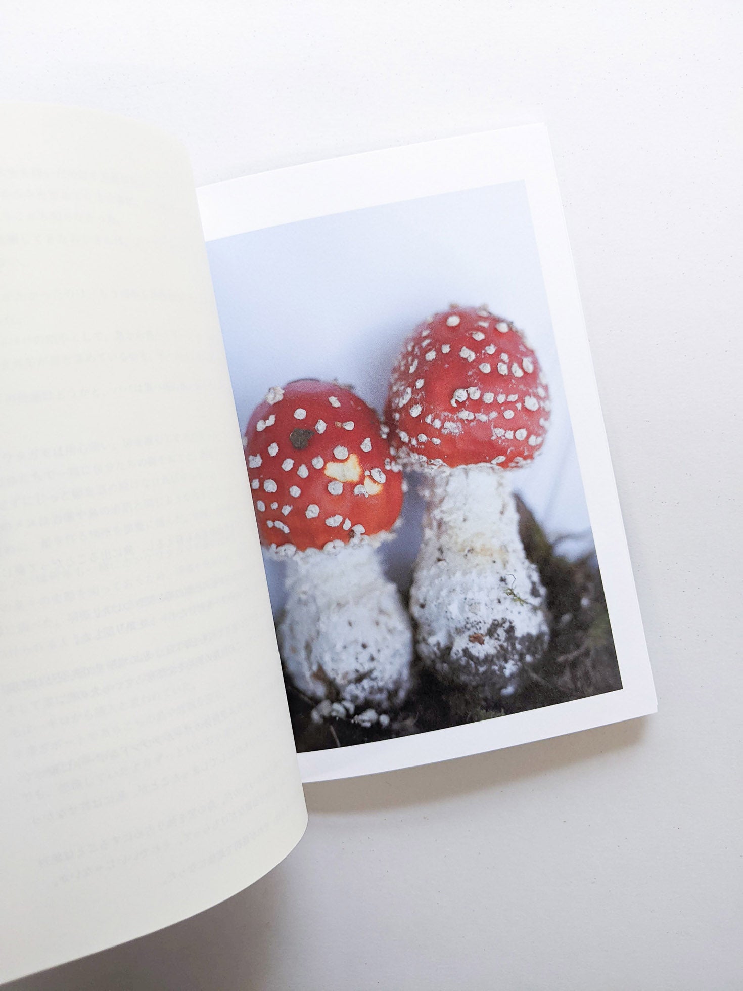 群れた島々と キノコたち / Islands, Islets, and Their Mushrooms